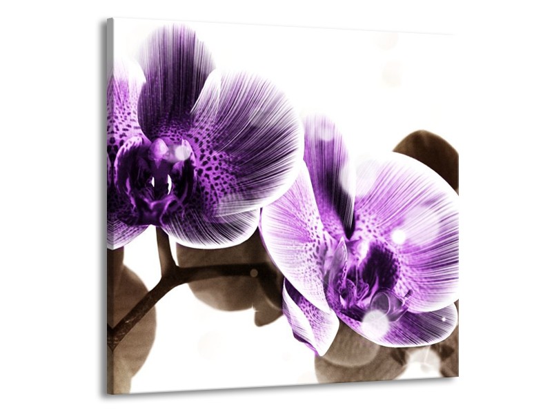 Canvas schilderij Orchidee | Paars, Grijs | 50x50cm 1Luik