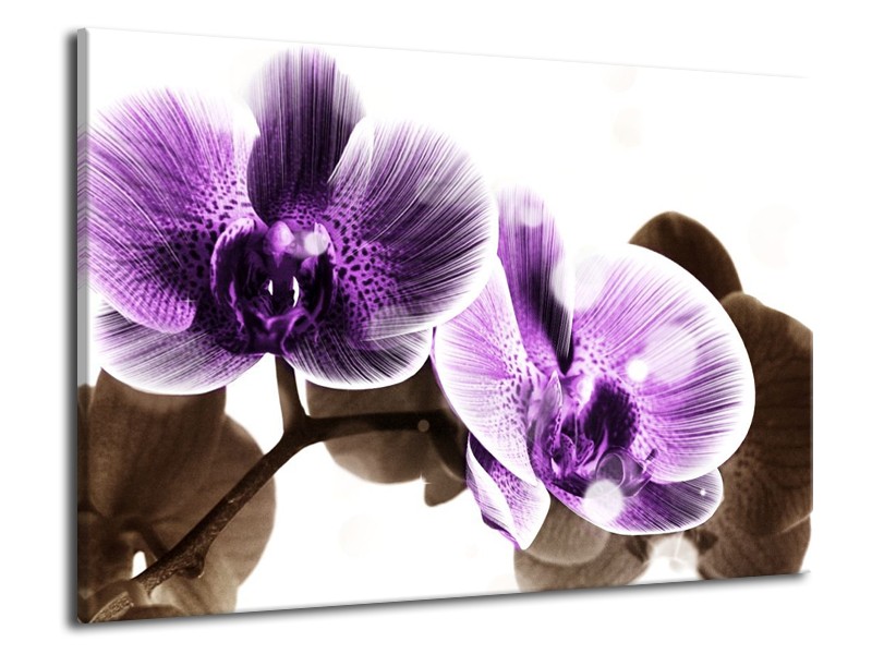 Canvas schilderij Orchidee | Paars, Grijs | 70x50cm 1Luik