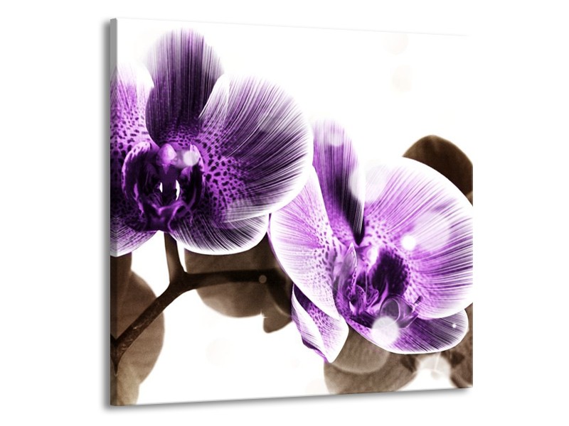 Canvas schilderij Orchidee | Paars, Grijs | 70x70cm 1Luik