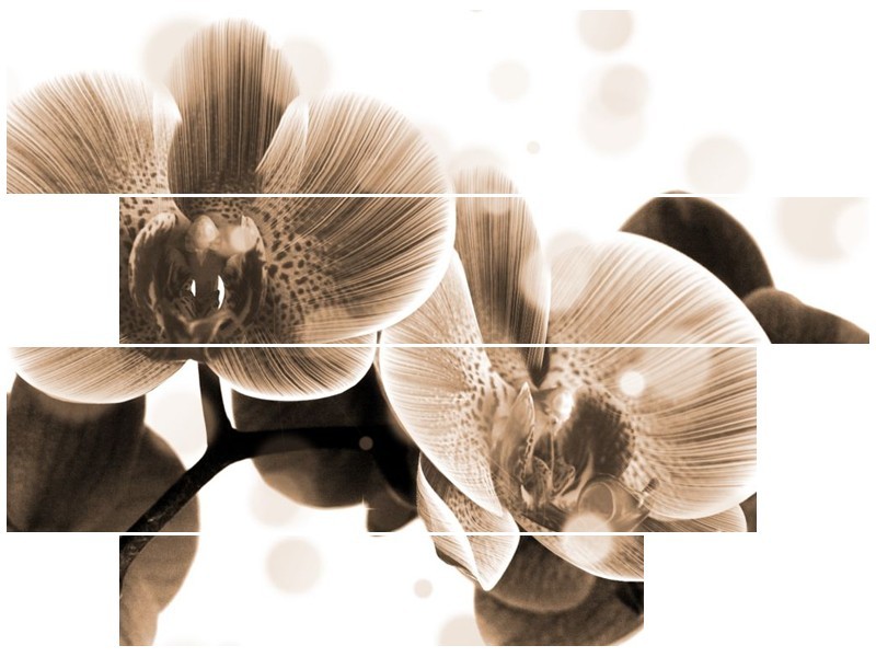 Glas schilderij Orchidee | Grijs, Wit | 115x85cm 4Luik