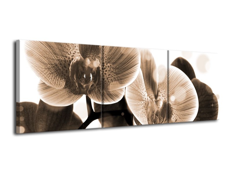 Glas schilderij Orchidee | Grijs, Wit | 120x40cm 3Luik