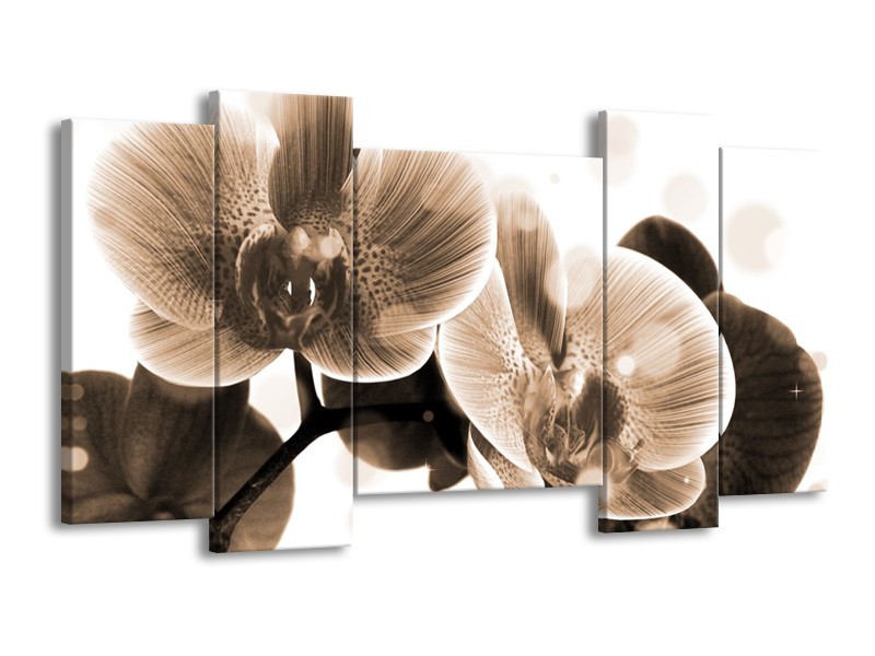 Canvas schilderij Orchidee | Grijs, Wit | 120x65 5Luik
