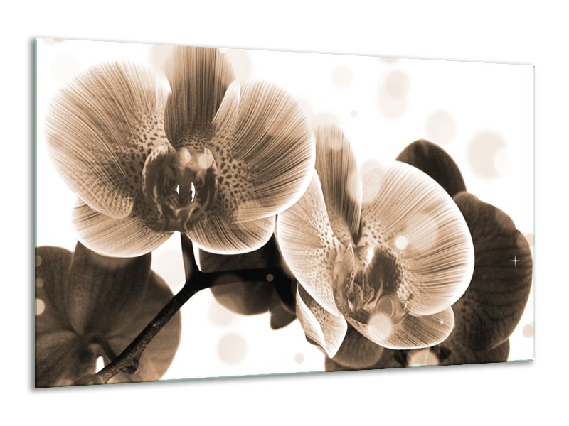 Glas schilderij Orchidee | Grijs, Wit | 120x70cm 1Luik