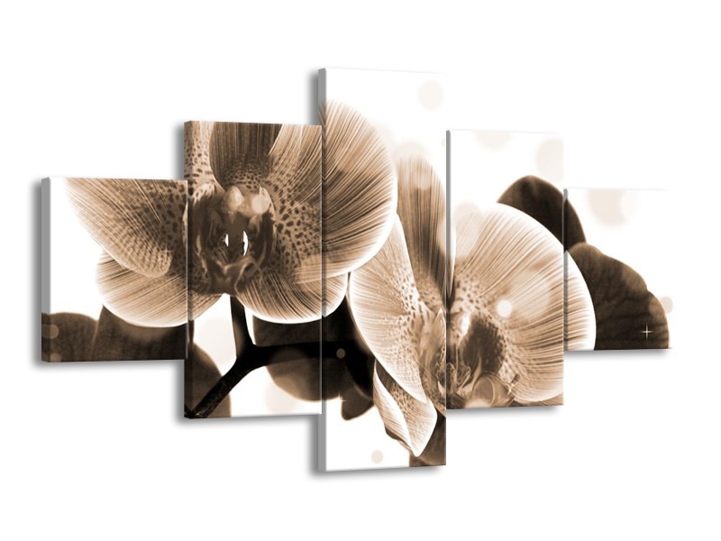 Glas schilderij Orchidee | Grijs, Wit | 125x70cm 5Luik
