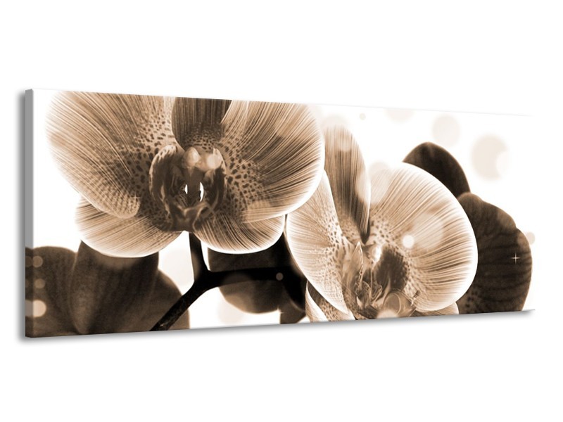 Glas schilderij Orchidee | Grijs, Wit | 145x58cm 1Luik