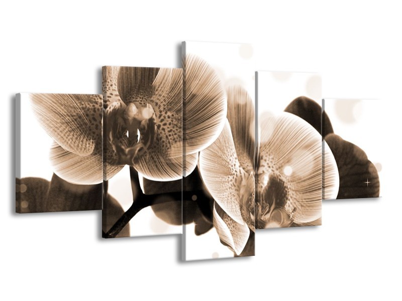 Canvas schilderij Orchidee | Grijs, Wit | 150x80cm 5Luik