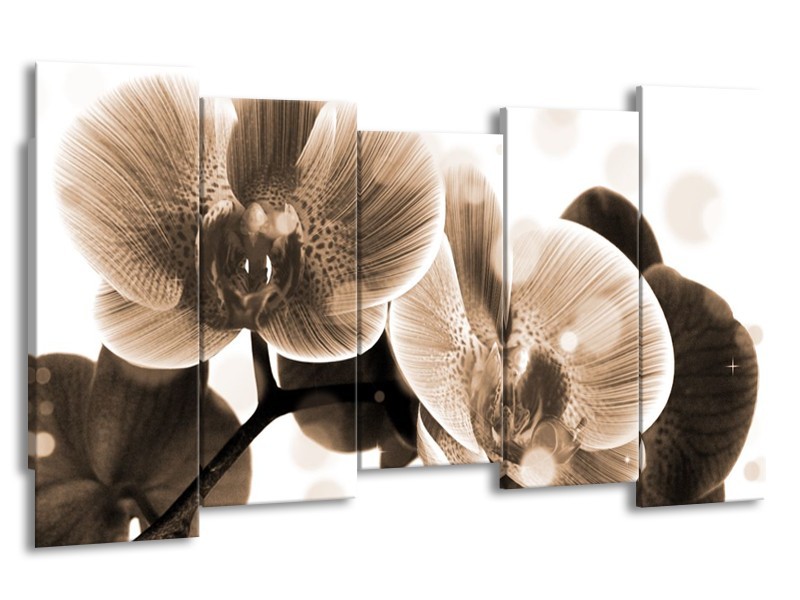 Glas schilderij Orchidee | Grijs, Wit | 150x80cm 5Luik
