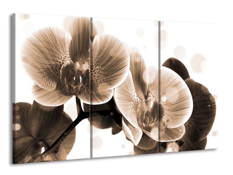 Canvas schilderij Orchidee | Grijs, Wit | 165x100cm 3Luik
