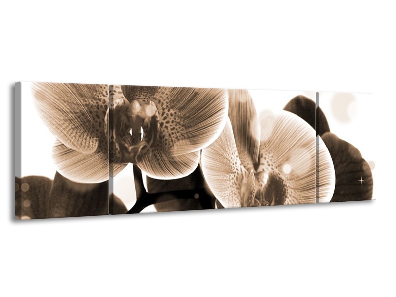 Glas schilderij Orchidee | Grijs, Wit | 170x50cm 3Luik
