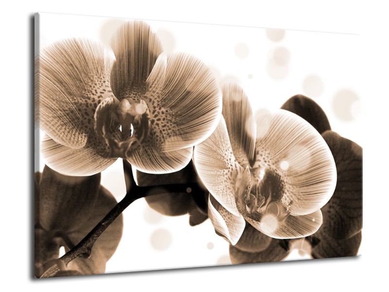 Glas schilderij Orchidee | Grijs, Wit | 70x50cm 1Luik