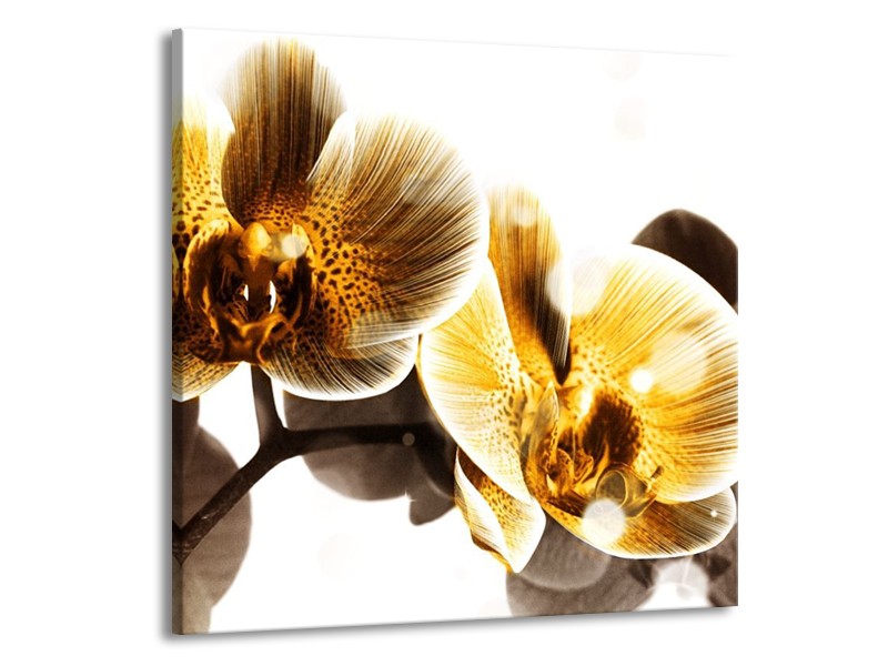 Canvas schilderij Orchidee | Geel, Bruin, Wit | 50x50cm 1Luik