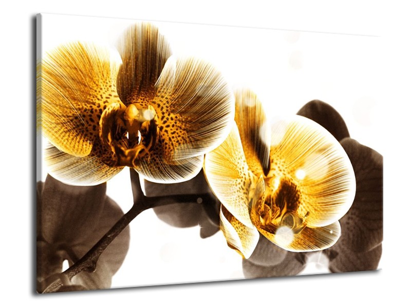 Canvas schilderij Orchidee | Geel, Bruin, Wit | 70x50cm 1Luik