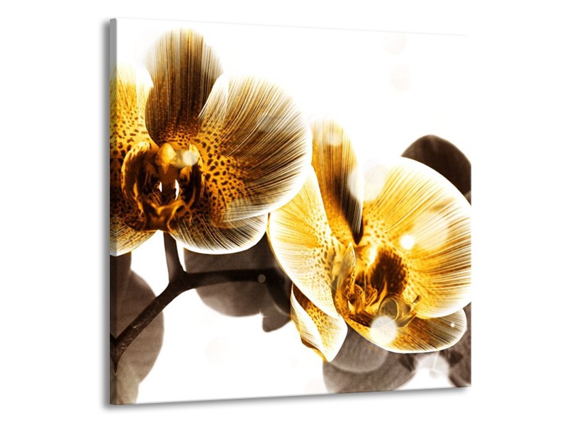 Canvas schilderij Orchidee | Geel, Bruin, Wit | 70x70cm 1Luik