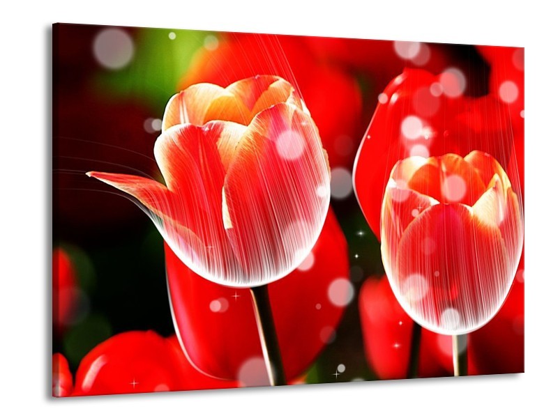 Canvas schilderij Tulp | Rood, Wit | 100x70cm 1Luik