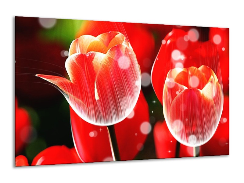 Canvas schilderij Tulp | Rood, Wit | 120x70cm 1Luik
