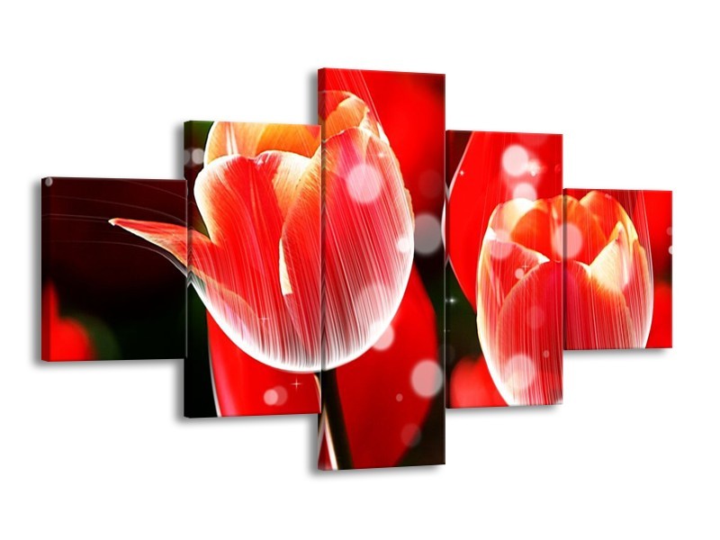 Canvas schilderij Tulp | Rood, Wit | 125x70cm 5Luik