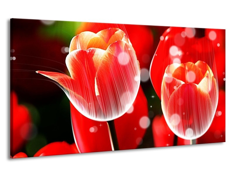 Canvas schilderij Tulp | Rood, Wit | 190x100cm 1Luik