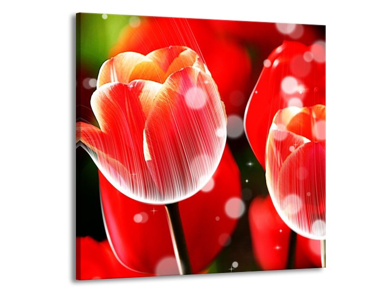 Canvas schilderij Tulp | Rood, Wit | 50x50cm 1Luik