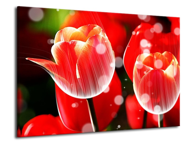 Canvas schilderij Tulp | Rood, Wit | 70x50cm 1Luik