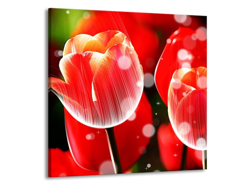 Canvas schilderij Tulp | Rood, Wit | 70x70cm 1Luik