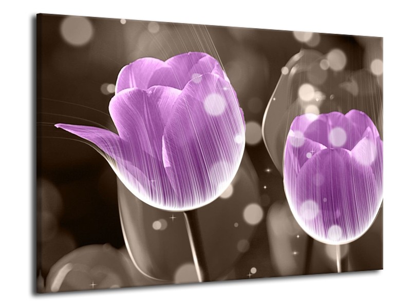 Canvas schilderij Tulp | Paars, Grijs | 70x50cm 1Luik