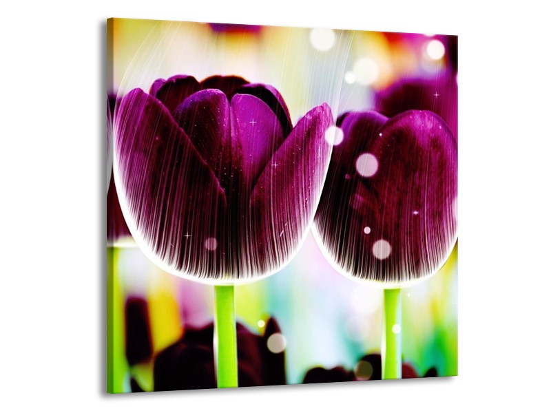 Canvas schilderij Tulp | Paars, Geel, | 50x50cm 1Luik