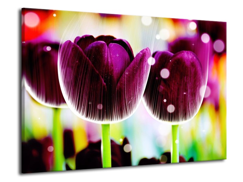 Canvas schilderij Tulp | Paars, Geel, | 70x50cm 1Luik