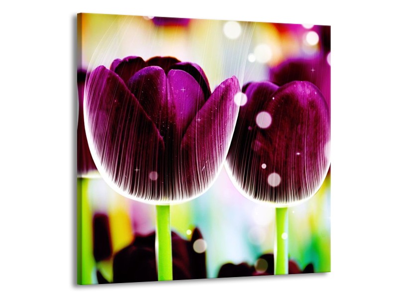 Canvas schilderij Tulp | Paars, Geel, | 70x70cm 1Luik
