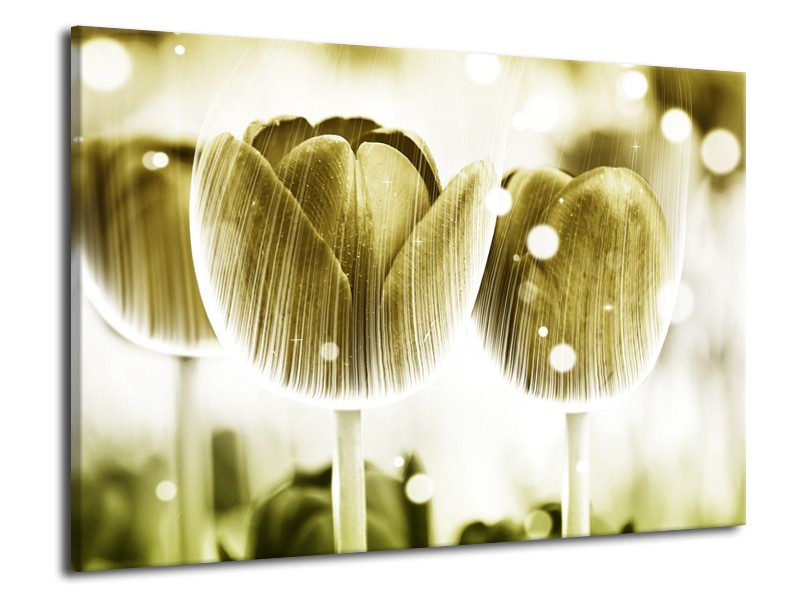 Canvas schilderij Tulp | Geel, Wit | 70x50cm 1Luik
