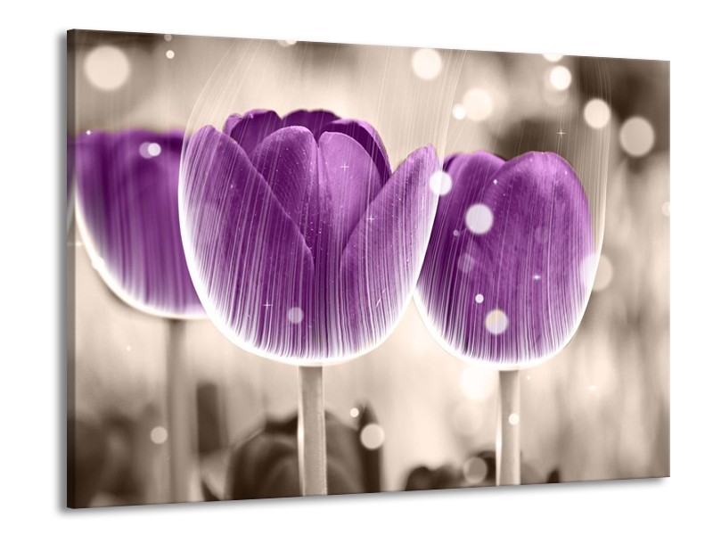 Canvas schilderij Tulp | Paars, Wit | 100x70cm 1Luik