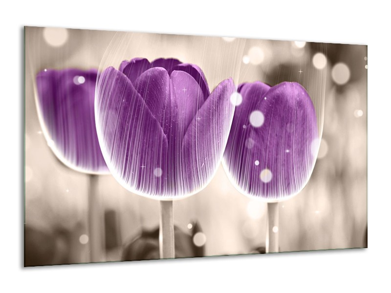Canvas schilderij Tulp | Paars, Wit | 120x70cm 1Luik