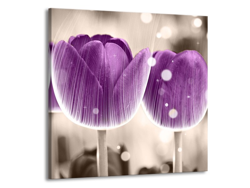 Canvas schilderij Tulp | Paars, Wit | 50x50cm 1Luik