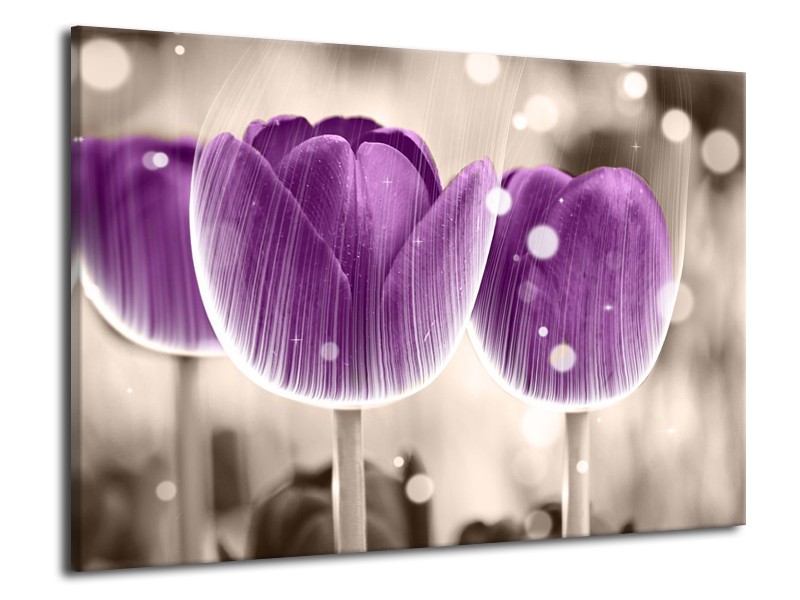 Canvas schilderij Tulp | Paars, Wit | 70x50cm 1Luik