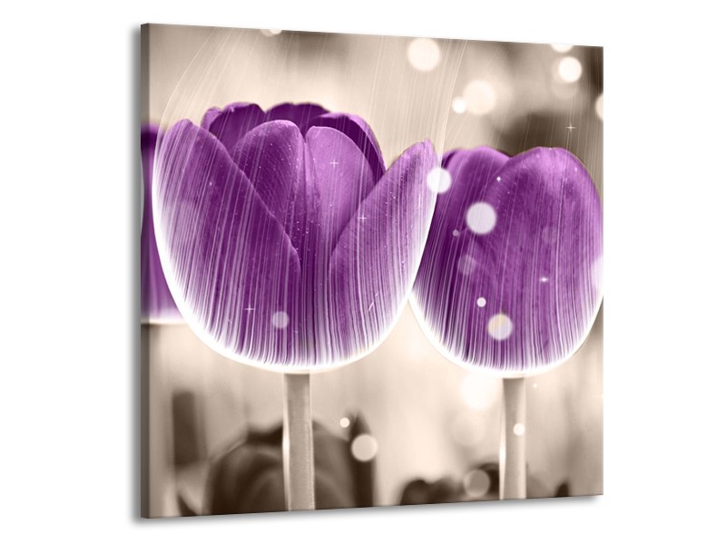 Canvas schilderij Tulp | Paars, Wit | 70x70cm 1Luik