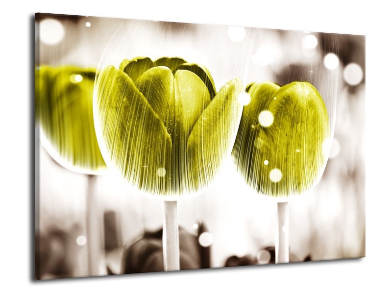 Canvas schilderij Tulp | Geel, Wit | 70x50cm 1Luik