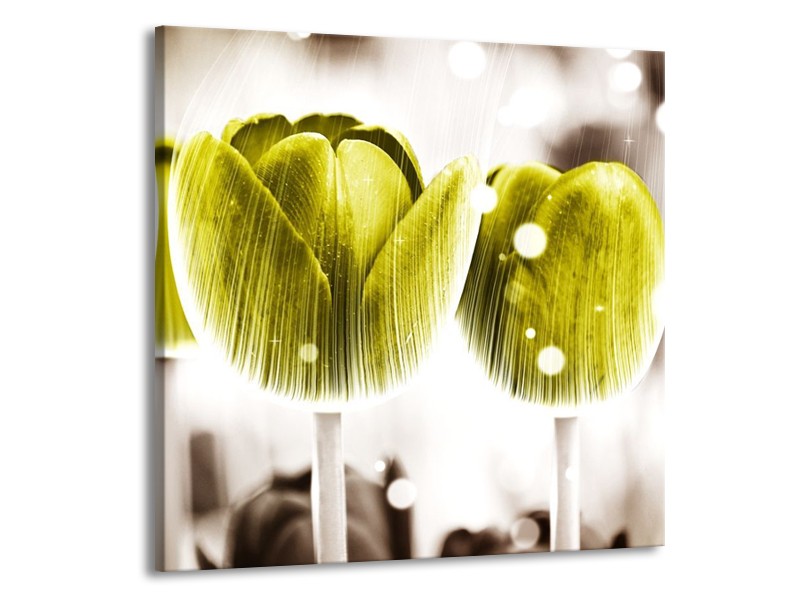 Canvas schilderij Tulp | Geel, Wit | 70x70cm 1Luik