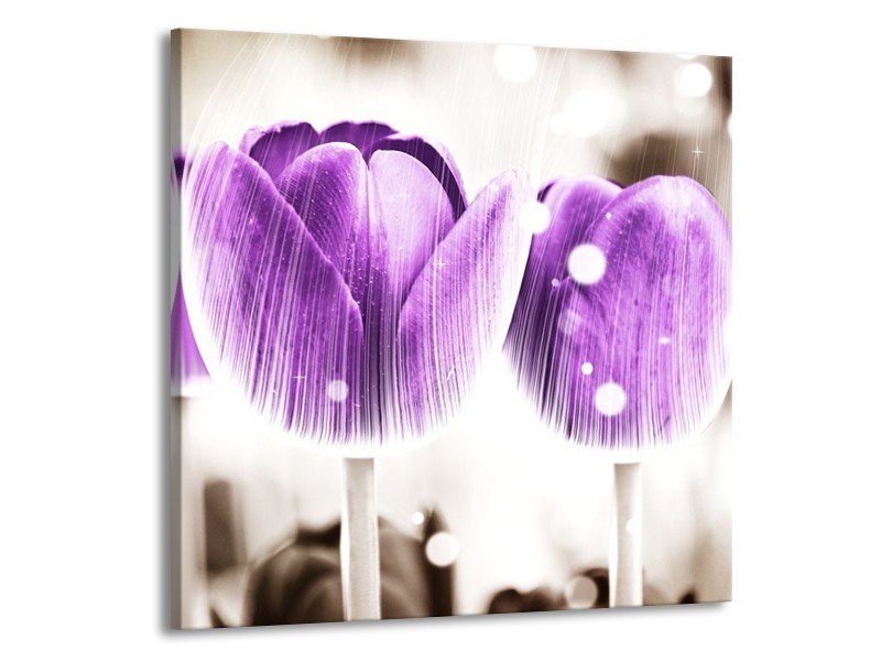 Canvas schilderij Tulp | Paars, Wit | 50x50cm 1Luik