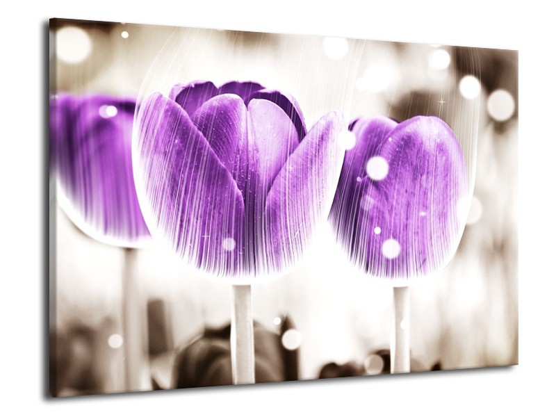 Canvas schilderij Tulp | Paars, Wit | 70x50cm 1Luik