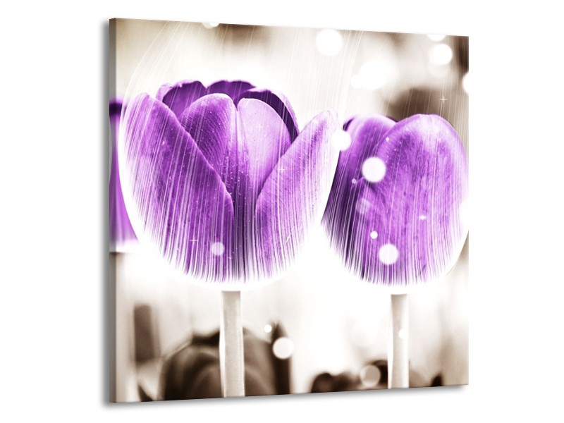 Canvas schilderij Tulp | Paars, Wit | 70x70cm 1Luik