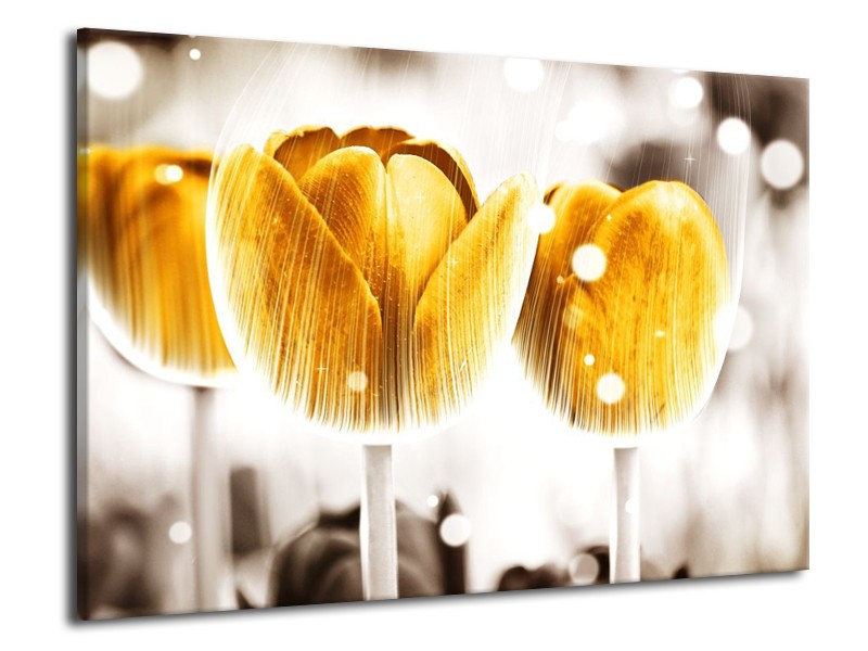 Canvas schilderij Tulp | Geel, Wit | 70x50cm 1Luik
