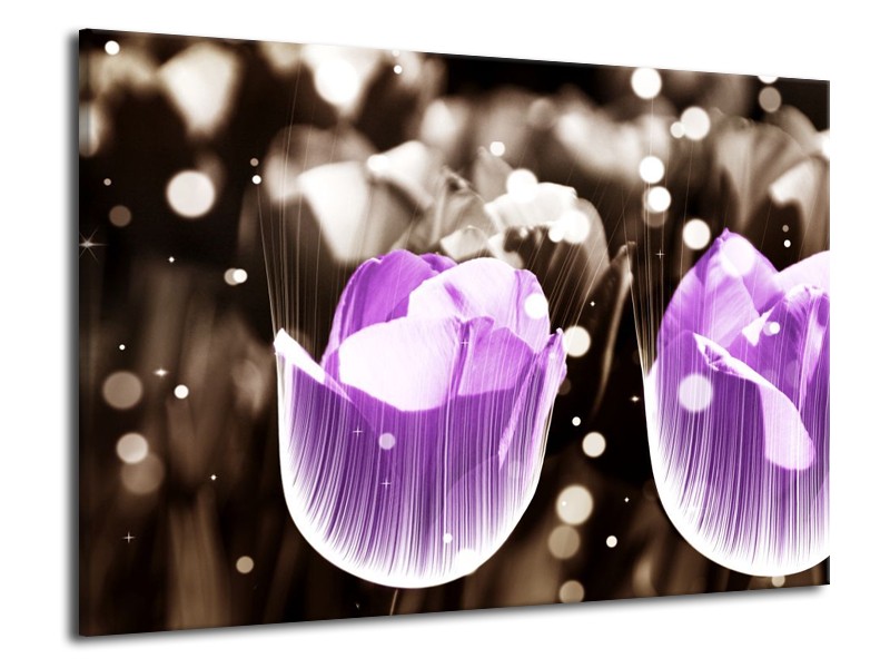 Canvas schilderij Tulp | Paars, Grijs | 70x50cm 1Luik
