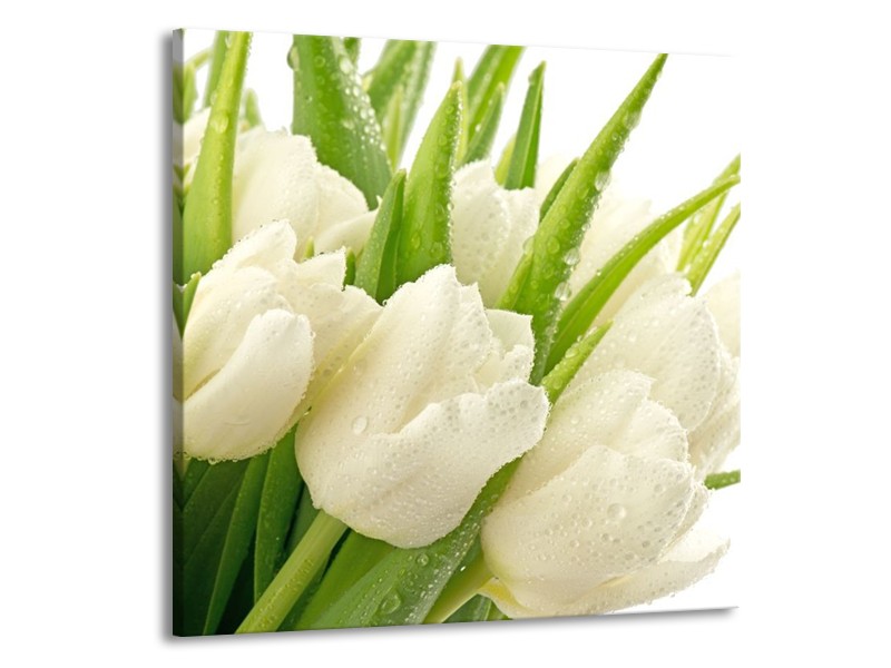 Canvas schilderij Tulpen | Wit, Groen | 50x50cm 1Luik