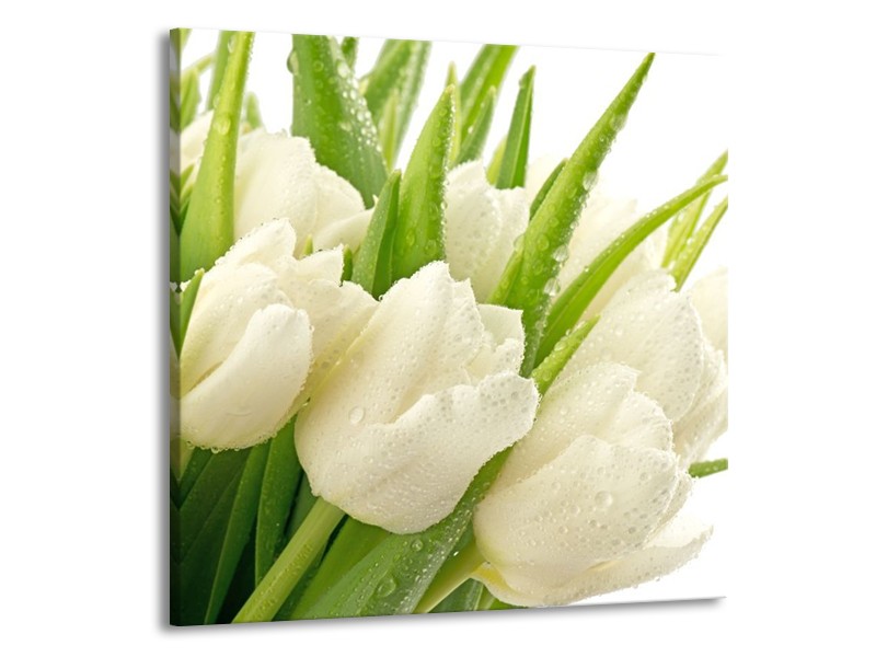 Canvas schilderij Tulpen | Wit, Groen | 70x70cm 1Luik