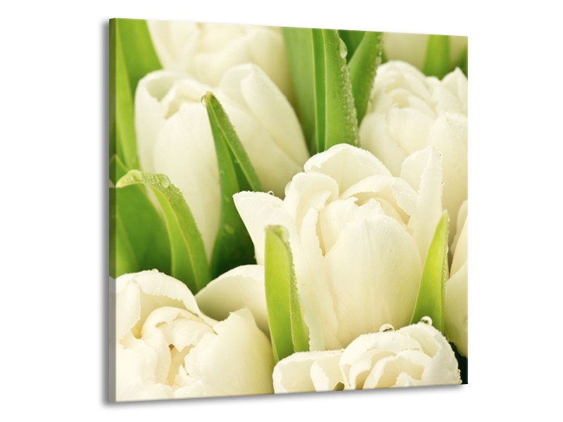 Canvas schilderij Tulpen | Wit, Groen | 50x50cm 1Luik