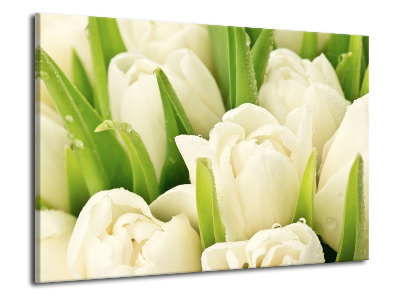 Canvas schilderij Tulpen | Wit, Groen | 70x50cm 1Luik