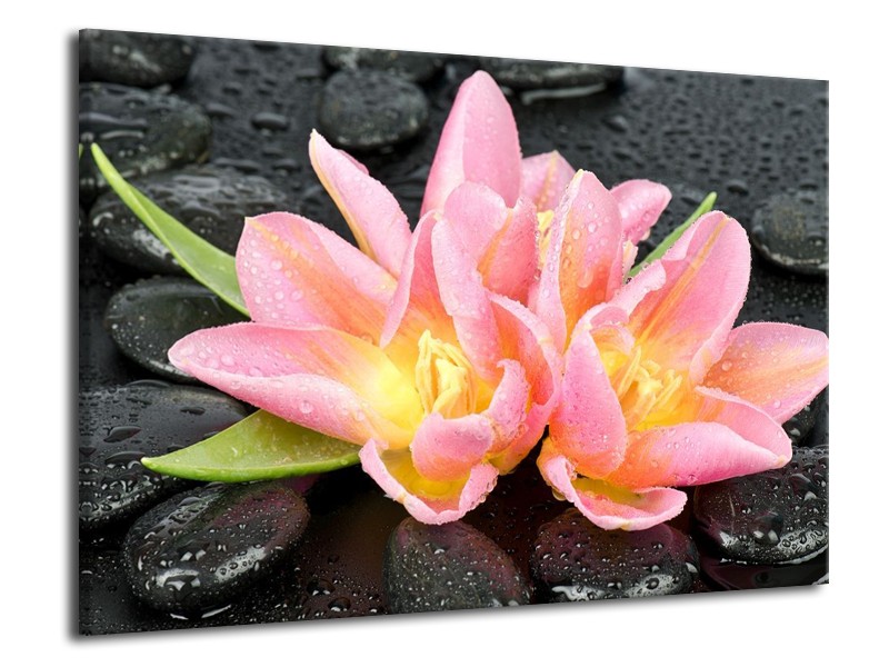 Canvas schilderij Lelie | Roze, Zwart | 70x50cm 1Luik