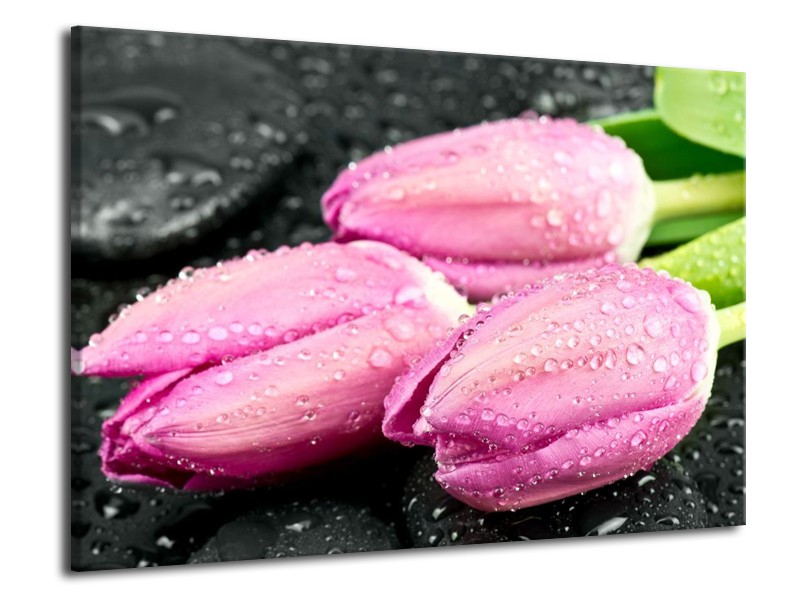 Glas schilderij Tulpen | Roze, Zwart | 70x50cm 1Luik