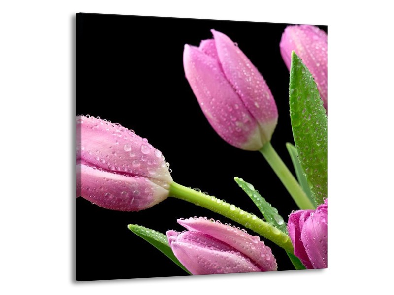 Canvas schilderij Tulpen | Roze, Zwart, Groen | 50x50cm 1Luik
