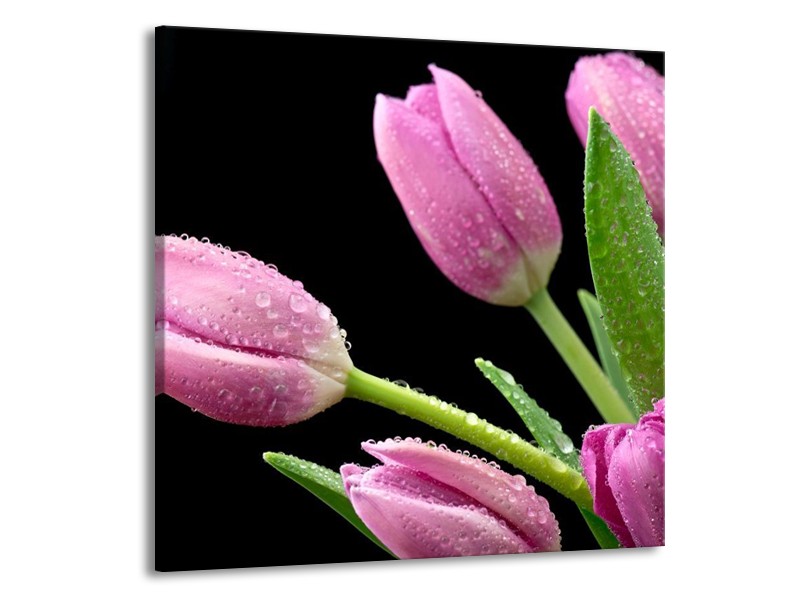 Canvas schilderij Tulpen | Roze, Zwart, Groen | 70x70cm 1Luik