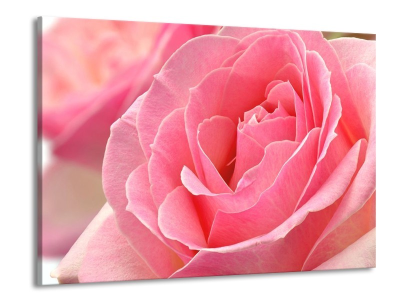 Canvas schilderij Roos | Roze | 100x70cm 1Luik